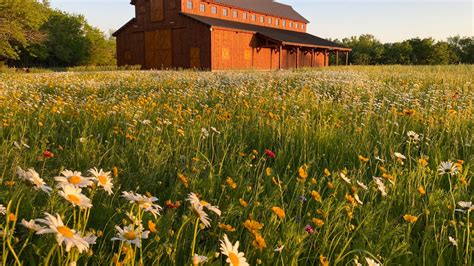 American meadow - MEADOW definition: 1. a field with grass and often wild flowers in it: 2. a field with grass and often wild flowers…. Learn more.